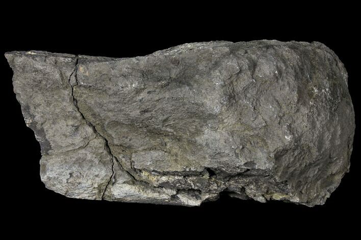 Unprepared Sauropod Limb Bone Section - Colorado #119968